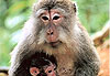 Monkey forest
