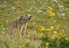 Marmotte