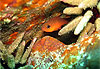 Petit poisson