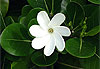 fleur de tiar�