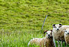 Moutons a Hindisvick