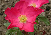 Les roses de Picardie