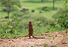 Ecureuil regardant les �l�phants