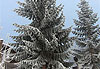 Sapin d�cor� de glace