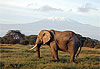 El�phant au pied du Kili