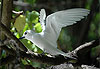 Gygis blanche d�ployant ses ailes