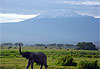 Amboseli au petit matin