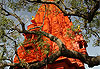Brahma Temple