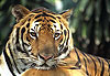 Tigre monacal