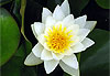 N�nuphars