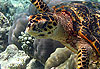 Tortue dans le lagon !