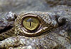 Dans l�oeil du Crocodile