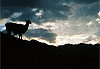 Lama au coucher du soleil