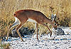 Steenbock