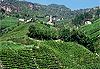 Vignes de Bolzano