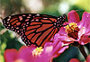 Papillon Monarque de passage � Montr�al