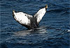 Baleines � bosse