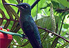 Colibri