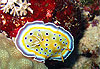 Nudibranche