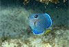 Petit poisson