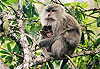 Macaques a Longue Queue