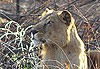 Lion � Pama