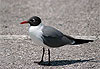 Mouette atricille