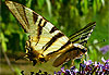 Machaon � La Lebre