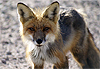 Rencontre avec un renard