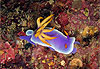 Nudibranche Hypselodoris Bullockii