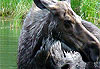Orignal (moose)