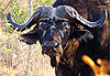 Buffalo