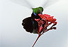 Colibri