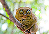 Tarsier