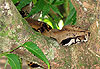 Boa constrictor en pleine sieste
