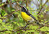 L�oiseau qui fait son nid