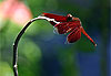 Libellule rouge