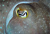 Oeil de seiche
