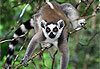Maki " Lemur catta "