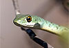 Serpent