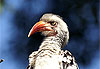 Oiseau