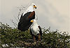 Fish Eagle