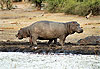 Hippo � deux t�tes