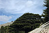 Les C�dres du Chouf