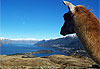 Lama au dessus du lac Wakatipu