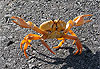 Crabe de terre