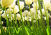 Tulipes blanches