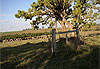 Le campo uruguayen