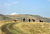 Chevaux en libert�