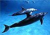 Amour de dauphins